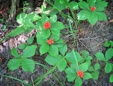 Adirondack Wildflowers: Bunchberry fruiting in late July at the Paul Smiths VIC