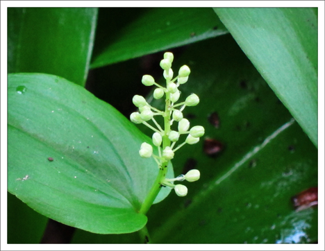 Adirondack Wildflowers:  Canada Mayflower in bud (23 May 2012)