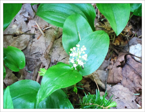 Adirongack Wildflowers:  Canada Mayflower in bloom (26 May  2012)