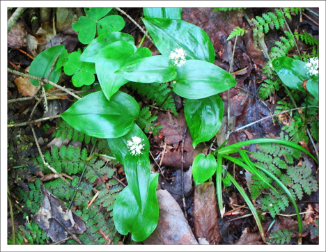 Adirondack Wildflowers: Canada Mayflower in bloom at the Paul Smiths VIC (30 May 2012)