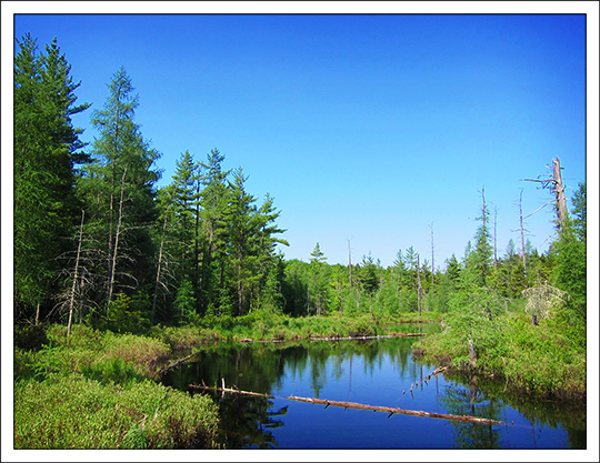 Adirondack Wetlands: From the canoe launch on Barnum Brook (26 May 2012)