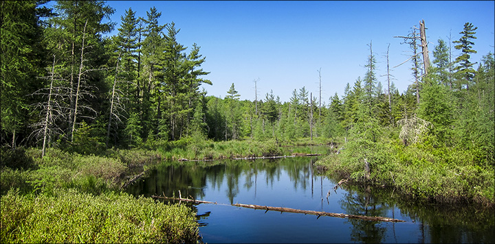 Adirondack Wetlands: From the canoe launch on Barnum Brook (26 May 2012)