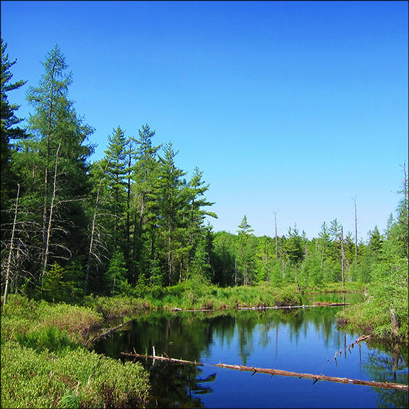 Adirondack Wetlands: From the Canoe Launch on Barnum Brook (26 May 2012)