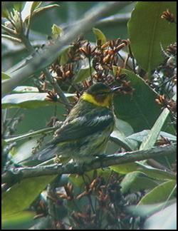 BOreal Birds of the Adirondacks: Cape May Warbler. Photo by Larry Master. www.masterimages.org.  Used by permission