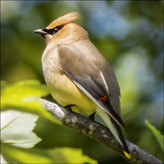 Birds of the Adirondack Mountains: Cedar Waxwing at the Paul Smiths VIC (17 June 2015) Birds of the Adirondack Mountains: Cedar Waxwing at the Paul Smiths VIC (17 June 2015)