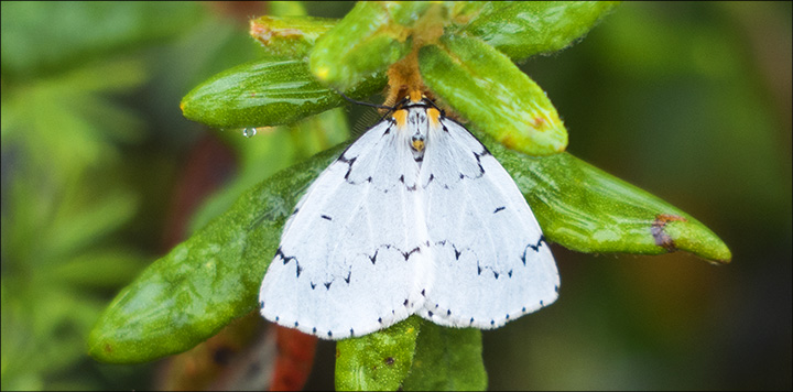 Moths of the Adirondacks: Chain-dotted Geometer on Barnum Bog (14 September 2013) Moths of the Adirondacks: Chain-dotted Geometer on Barnum Bog (14 September 2013)