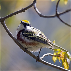 Boreal Birds of the Adirondacks:  Chestnut-sided Warbler. Photo by Larry Master. www.masterimages.org.  Used by permission