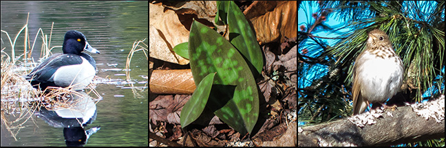 Signs of spring at the Paul Smiths VIC: Ring-necked Duck on Heron Marsh, Trout Lily on the Boreal Life Trail, Hermit Thrush near the VIC building.