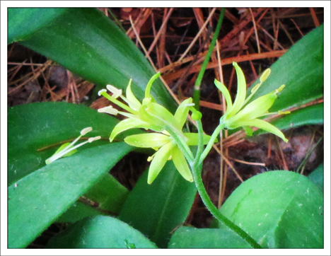 Adirondack Wildflowers:  Clintonia  (Bluebead Lily) at the Paul Smiths VIC (2 June 2012)