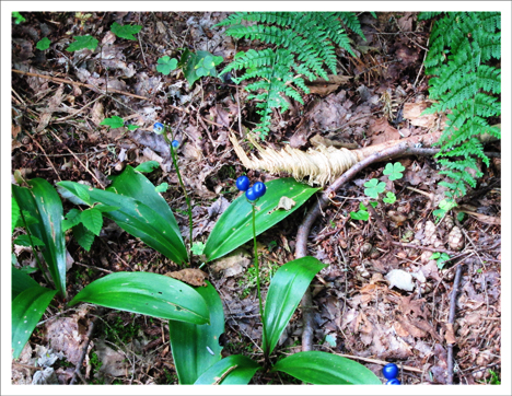 Adirondack Wildflowers:  Clintonia  (Bluebead Lily) at the Paul Smiths VIC (22 July 2012)