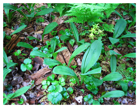 Adirondack Wildflowers:  Clintonia (Bluebead Lily) at the Paul Smiths VIC (30 May 2012)