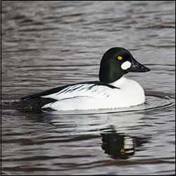 Birds of the Adirondacks:  Common Goldeneye.  Photo by Larry Master. www.masterimages.org