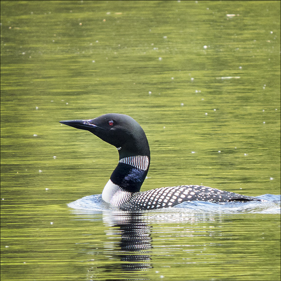 Birds of the Adirondacks: Common Loon on Black Pond from the Black Pond Trail at the Paul Smiths VIC (26 May 2015)