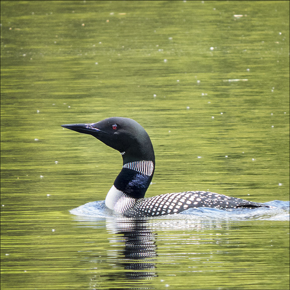 Birds of the Adirondacks: Common Loon on Black Pond from the Black Pond Trail at the Paul Smiths VIC (26 May 2015) Birds of the Adirondacks: Common Loon on Black Pond from the Black Pond Trail at the Paul Smiths VIC (26 May 2015)