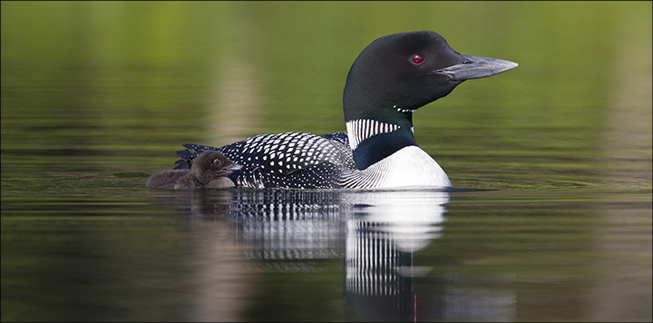 Boreal Birds of the Adirondacks: Common Loon. Photo by Larry Master. www.masterimages.org Used by permission. Boreal Birds of the Adirondacks: Common Loon. Photo by Larry Master. www.masterimages.org Used by permission.