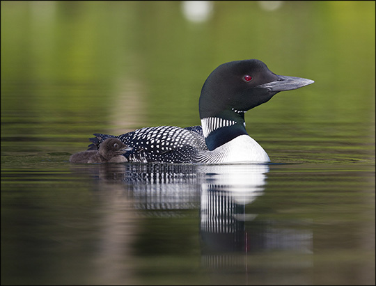 Boreal Birds of the Adirondacks:  Common Loon. Photo by Larry Master. www.masterimages.org  Used by permission.