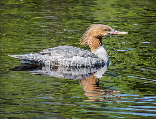 Boreal Birds of the Adirondacks:  Female Common Merganser (17 May 2013)