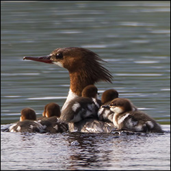 Boreal Birds of the Adirondacks: Common Merganser at Intervale Lowlands.  Photo by Larry Master. www.masterimages.org.  Used by permission.