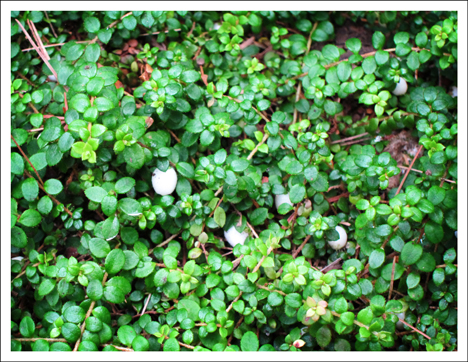 Adirondack Wildflowers:  Creeping Snowberry at the Paul Smiths VIC in Early August