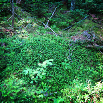 Adirondack Wildflowers: Creeping Snowberry near the Barnum Pond Overlook on the Boreal Life Trail