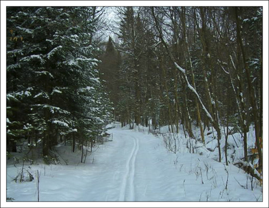 Cross country skiing at the Paul Smiths VIC.  Photo courtesy of B. McAllister.  Used by permission.