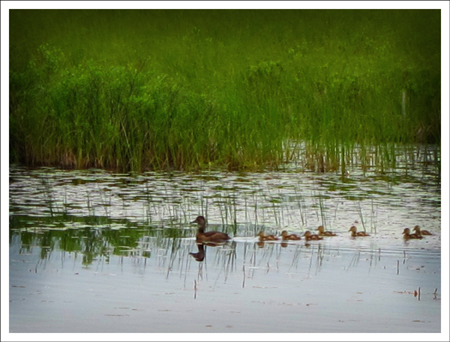 Birds of the Adirondacks: Ducks on Heron Marsh Birds of the Adirondacks: Ducks on Heron Marsh