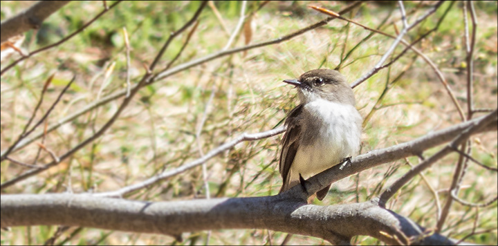 Birds of the Adirondacks:  Eastern Phoebe near the VIC building (11 May 2014)