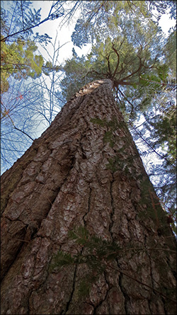 Elders Grove.  Photo by Sandra Hildreth.  Used by permission.