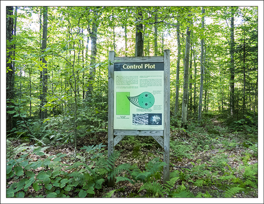 Forest Ecosystem Research and Demonstration Area interpretive sign on the Jenkins Mountain Road (12 August 2013)