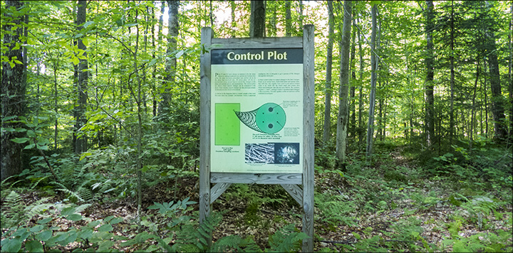 Forest Ecosystem Research and Demonstration Area interpretive sign on the Jenkins Mountain Road (12 August 2013)