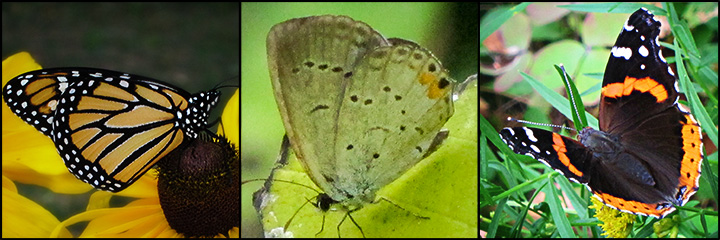 Early Fall Butterflies at the Paul Smiths VIC Butterfly House