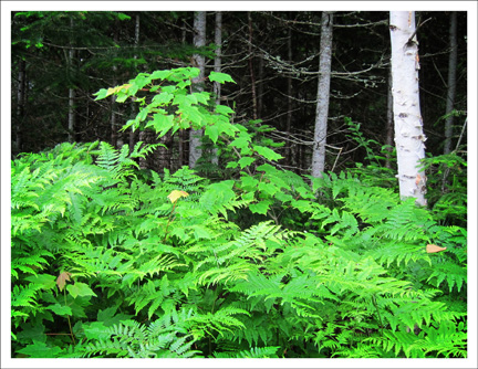 Paul Smiths Visitor Center:  Ferns and White Birch near the VIC parking lot -- A birding hot spot at the VIC