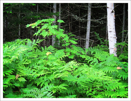 Paul Smiths Visitor Center: Ferns and White Birch near the VIC parking lot -- A birding hot spot at the VIC Paul Smiths Visitor Center: Ferns and White Birch near the VIC parking lot -- A birding hot spot at the VIC