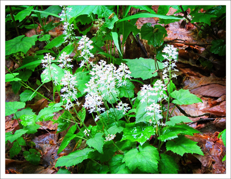 Adirondack Wildflowers:  Foamflower in bloom at the Paul Smiths VIC (23 May 2012)