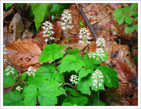 Adirondack Wildflowers:  Foamflower blooming at the Paul Smiths VIC (23 May 2012)