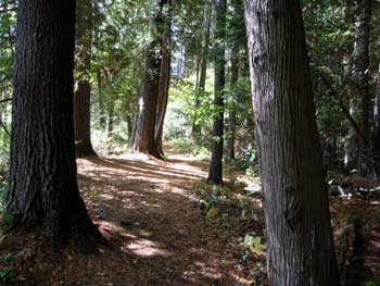 Paul Smith's College Visitor Interpretive Center --  Forest Ecology Trail