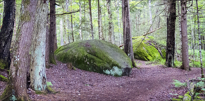 Glacial Erratic on the Heron Marsh Trail (3 July 2015)