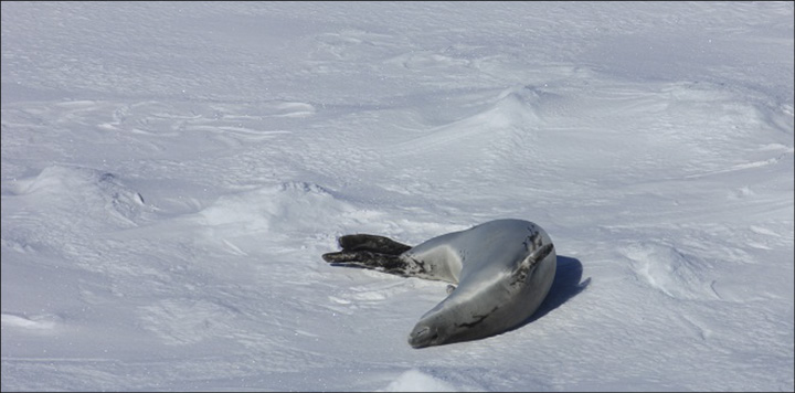 Glenn Clark: Crabeater Seal sunning himself as the ship passes Glenn Clark: Crabeater Seal sunning himself as the ship passes