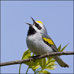 Birds of the Adirondacks: Golden-winged Warbler. Photo by Larry Master. www.masterimages.org Birds of the Adirondacks: Golden-winged Warbler. Photo by Larry Master. www.masterimages.org