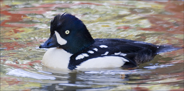 Birds of the Adirondacks: Barrow's Goldeneye on Lake Champlain (4 February 2009).  Photo by Larry Master.  Used by permission