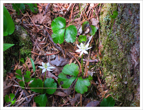 Adirondack Wildflowers: Goldthread in bloom at the Paul Smiths VIC (19 May 2012)