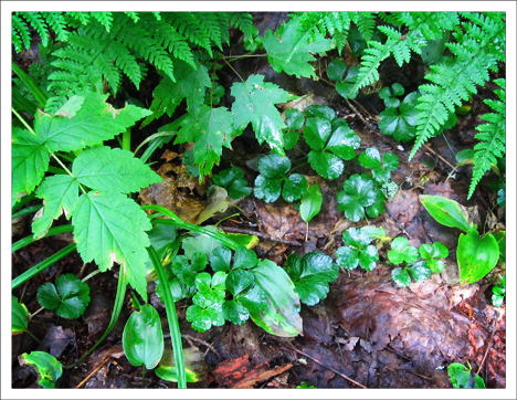 Adirondack Wildflowers: Goldthread | Evergreen foliage (21 July 2010)