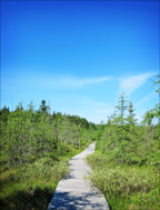 Paul Smiths Visitor Center -- Boreal Life Boardwalk across Barnum Bog