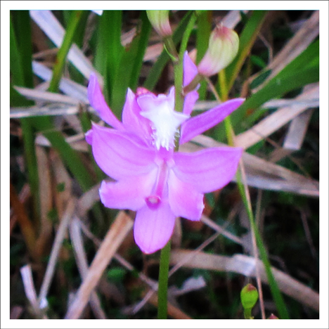 Adirondack Wildflowers: Grass Pink Orchid blooming on Barnum Bog on the Boreal Life Trail at the Paul Smiths VIC Adirondack Wildflowers: Grass Pink Orchid blooming on Barnum Bog on the Boreal Life Trail at the Paul Smiths VIC