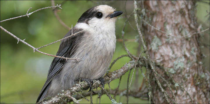 Boreal Birds of the Adirondacks: Gray Jay. Bloomingdale Bog. Photo by Larry Master. www.masterimages.org Boreal Birds of the Adirondacks: Gray Jay. Bloomingdale Bog. Photo by Larry Master. www.masterimages.org