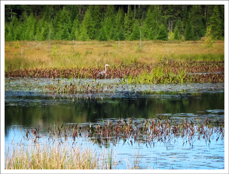 Paul Smiths VIC -- Adirondack Birding | Great Blue Heron on Heron Marsh at the Paul Smiths Visitor Center (7 September 2011)