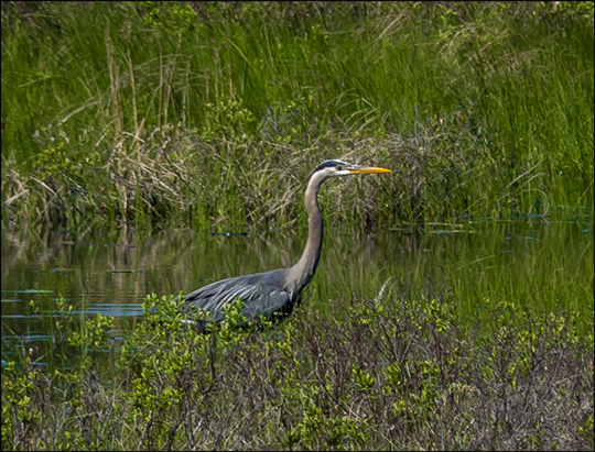 Birds of the Adirondacks:  Great Blue Heron on Heron Marsh at the Paul Smiths VIC (27 May 2013)