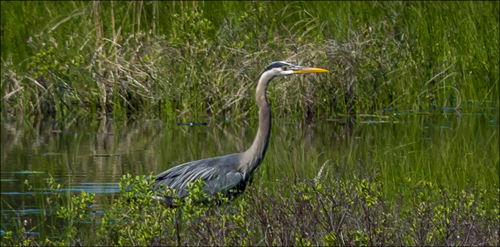 Birds of the Adirondacks:  Great Blue Heron on Heron Marsh at the Paul Smiths VIC (27 May 2013)