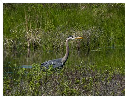 Adirondack Birding: Great Blue Heron on Heron Marsh (27 May 2013) Adirondack Birding: Great Blue Heron on Heron Marsh (27 May 2013)