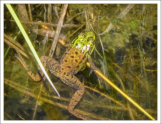 Amphibians of the Adirondacks: Green Frog on Heron Marsh at the Paul Smiths VIC (19 May 2012) Amphibians of the Adirondacks: Green Frog on Heron Marsh at the Paul Smiths VIC (19 May 2012)